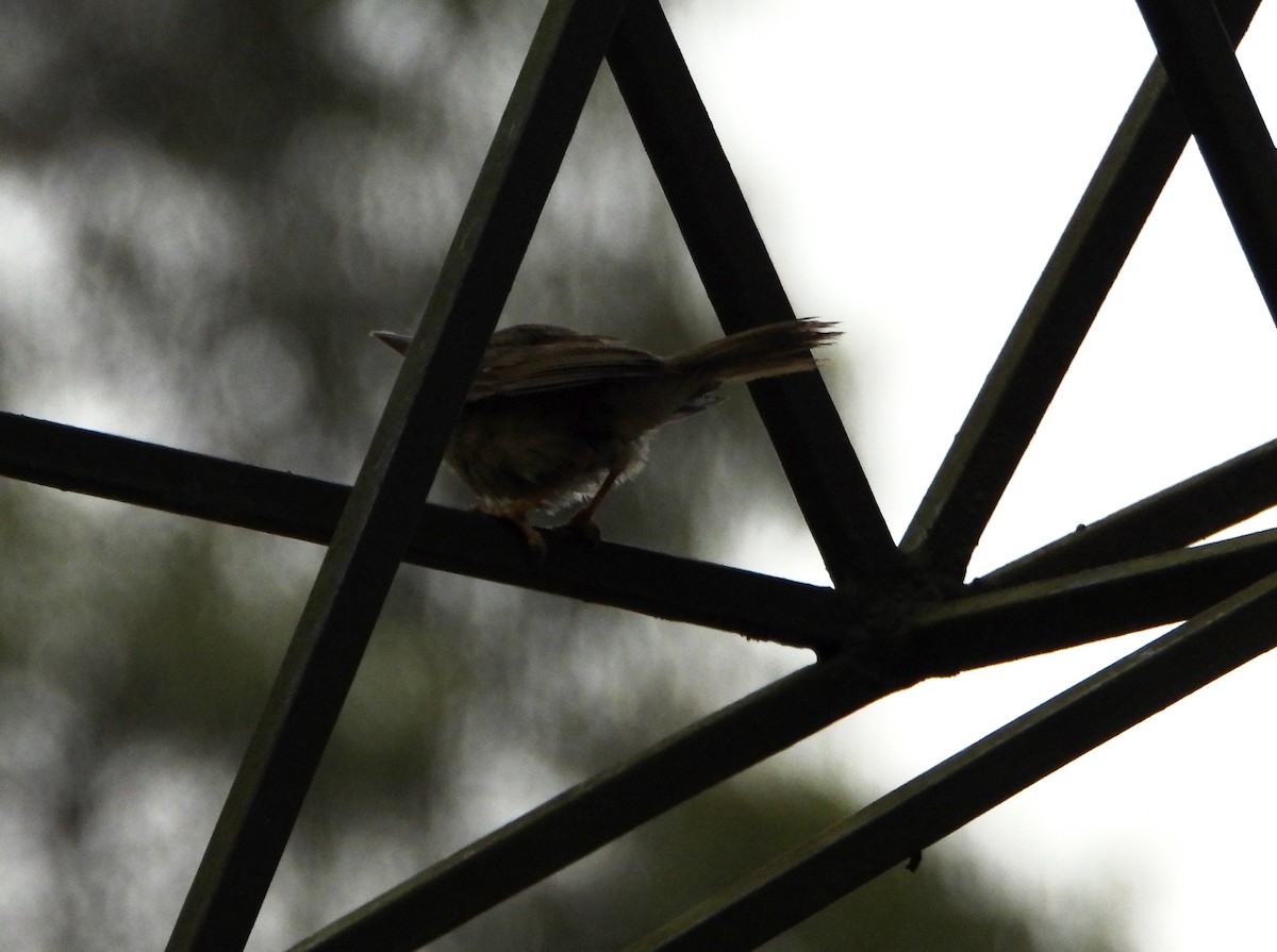Three-striped Warbler - ML643005528