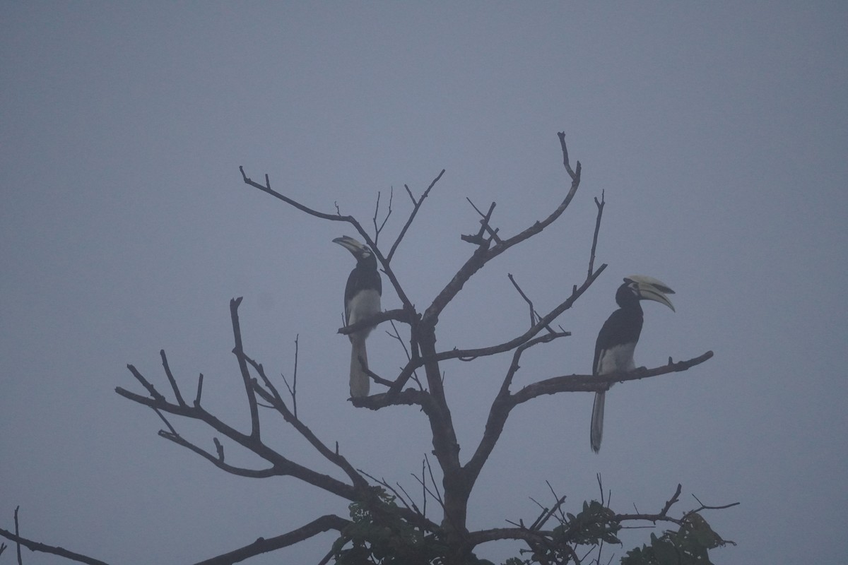Oriental Pied-Hornbill - ML643005531
