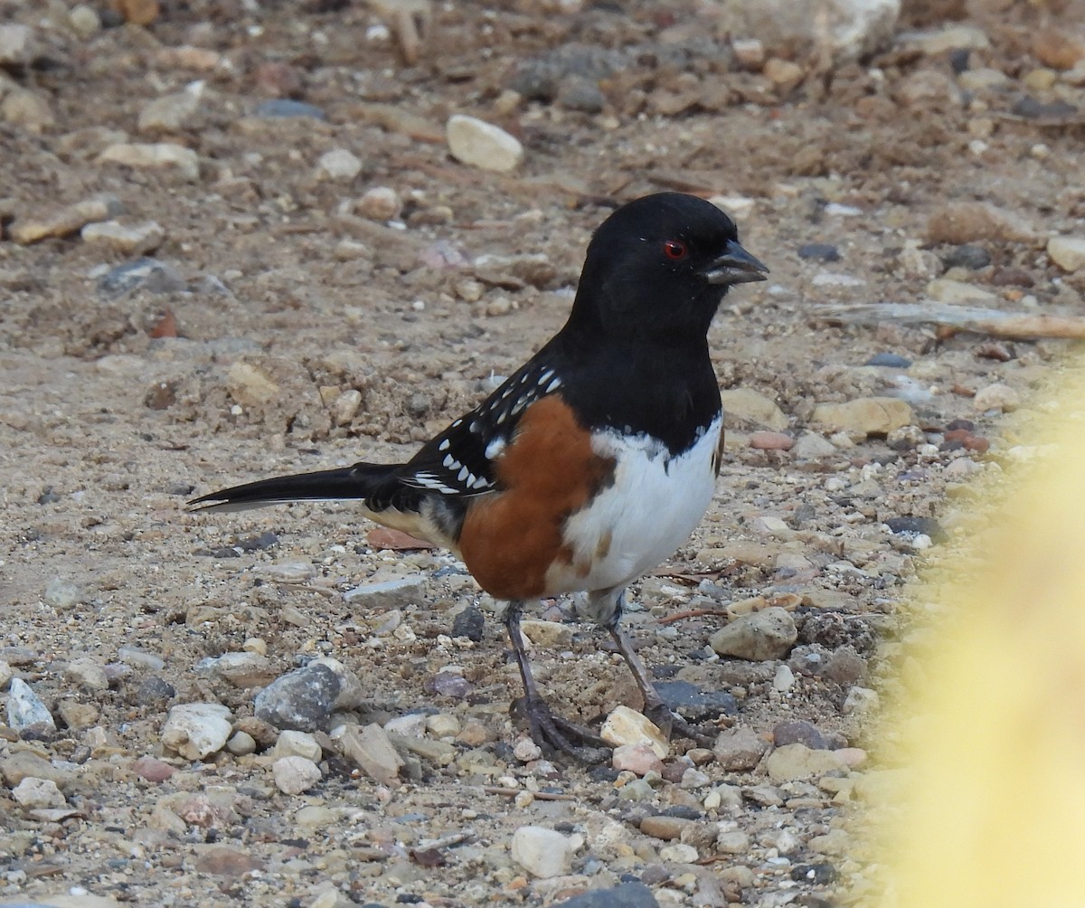 Spotted Towhee - ML643005534