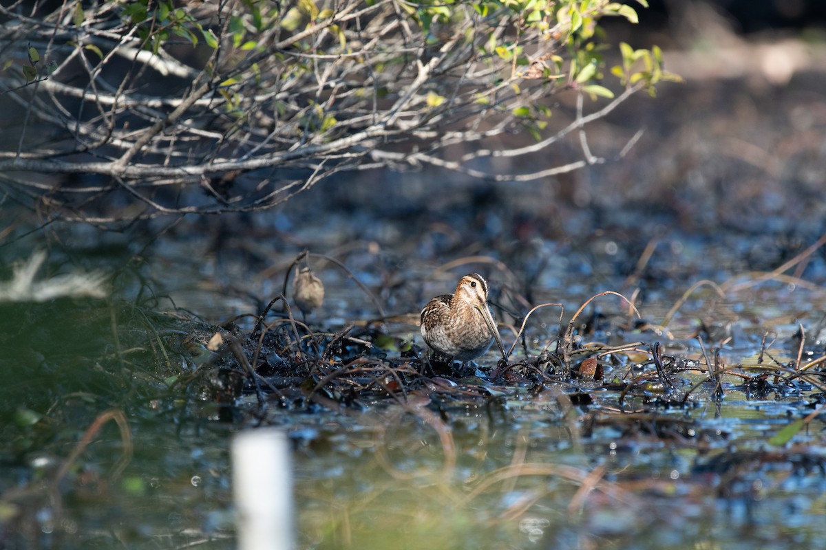 Wilson's Snipe - ML643005537
