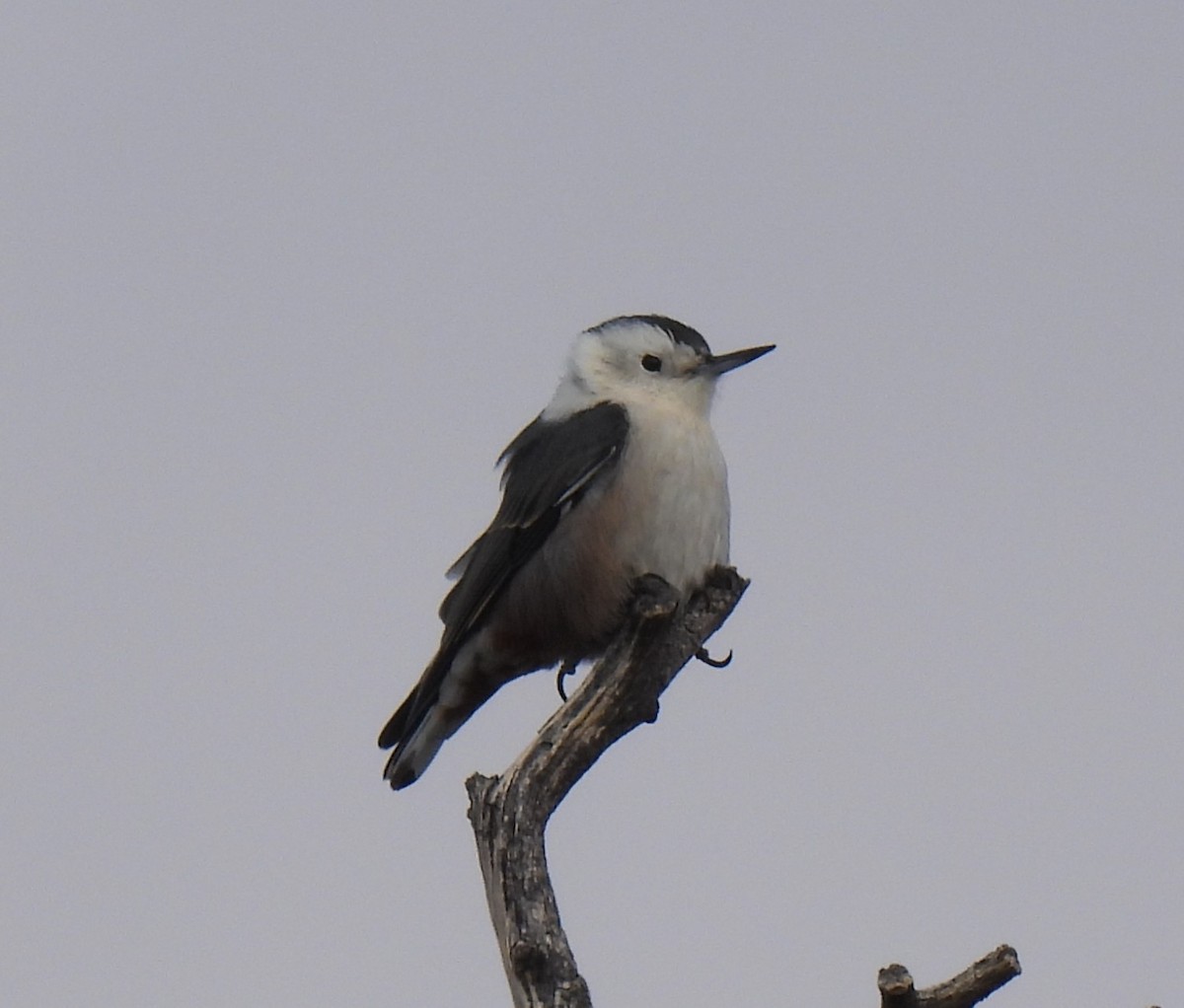 White-breasted Nuthatch (Interior West) - ML643005546