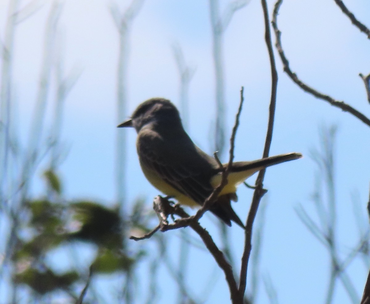 Tyrannus sp. (à ventre jaune) - ML643005566