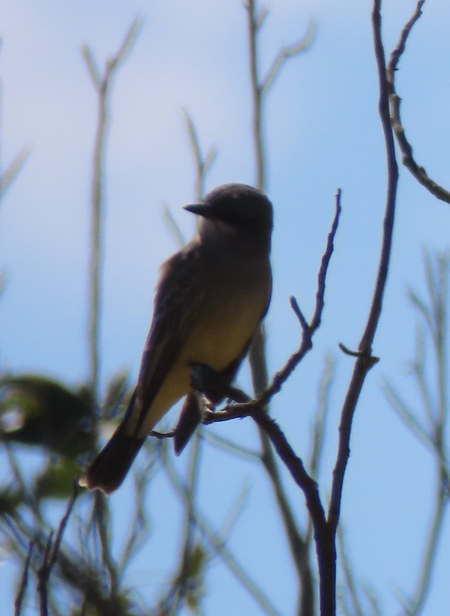 Tyrannus sp. (à ventre jaune) - ML643005567