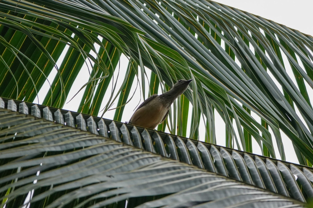 Fawn-breasted Bowerbird - ML643005594
