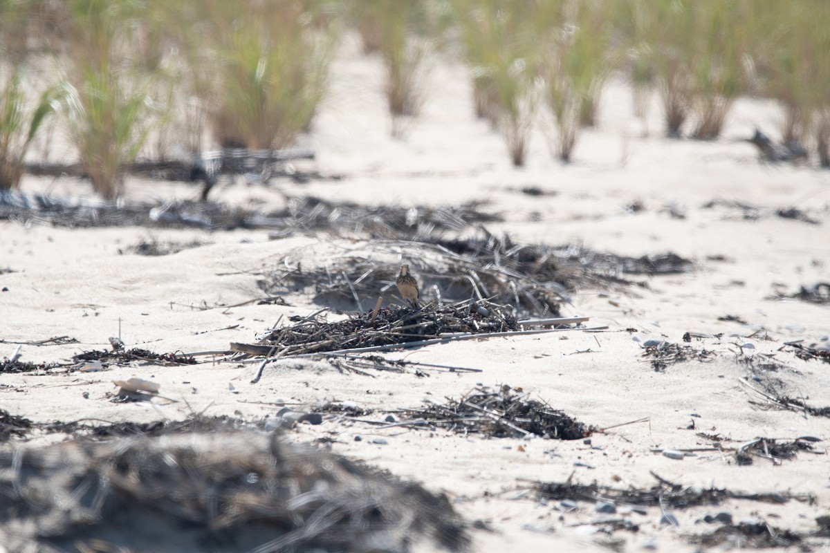 American Pipit - ML643005597