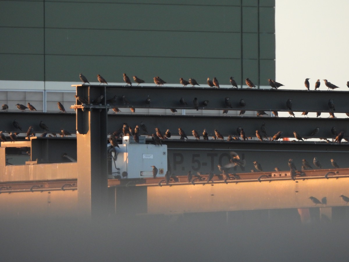 European Starling - ML643005619