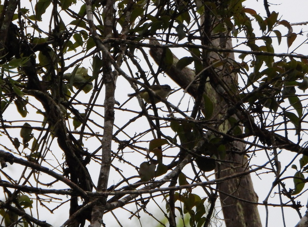 Brown-capped Vireo - ML643005620