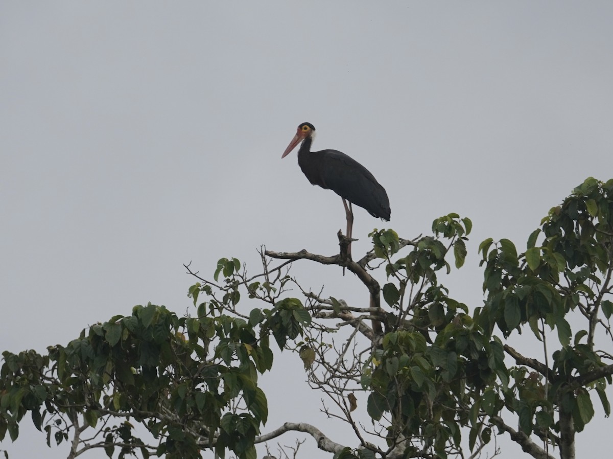 Storm's Stork - ML643005626