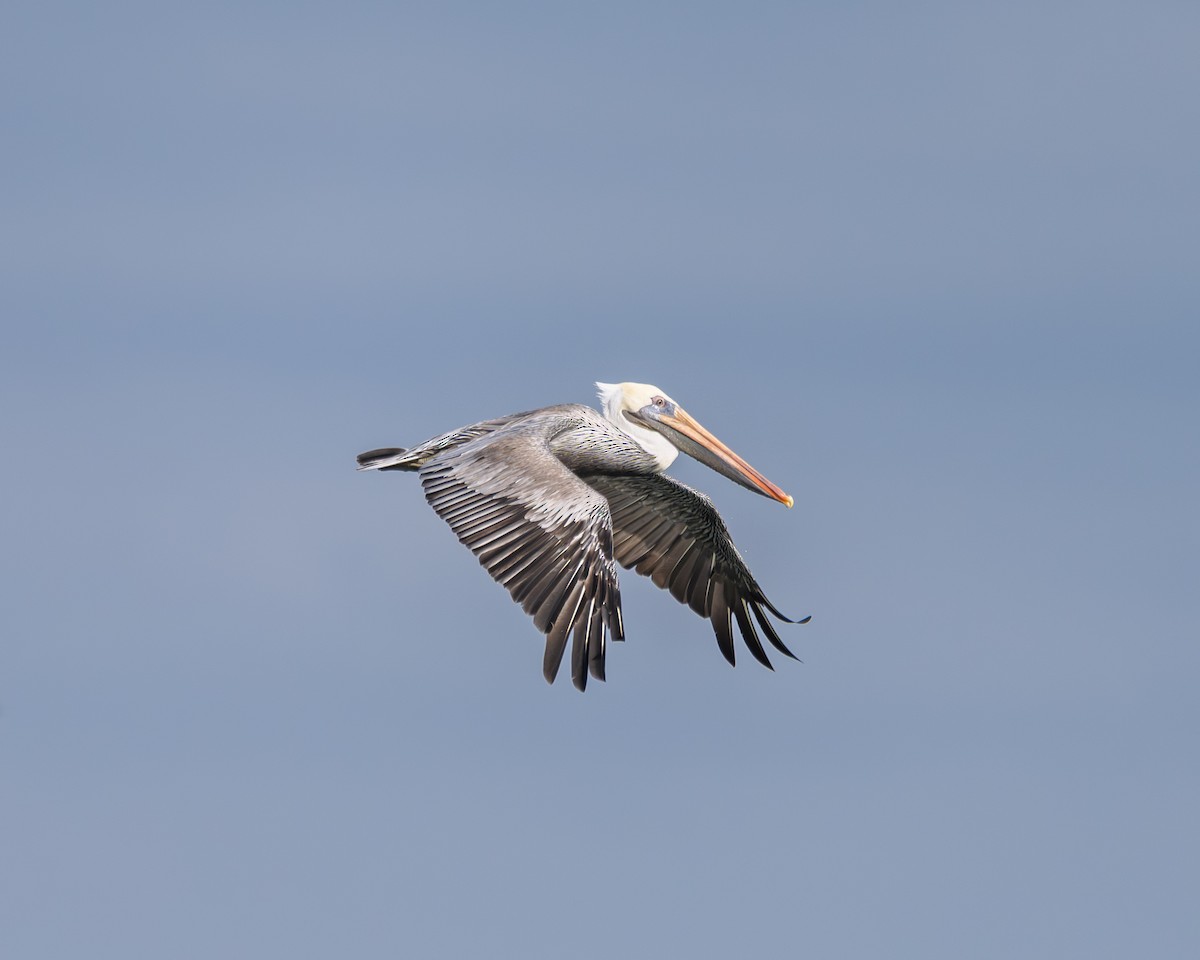 Brown Pelican - ML643005632