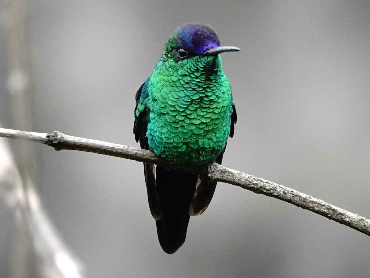 Violet-capped Woodnymph - ML643005637