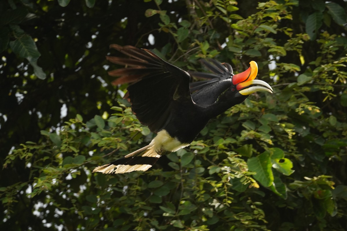 Rhinoceros Hornbill - ML643005642