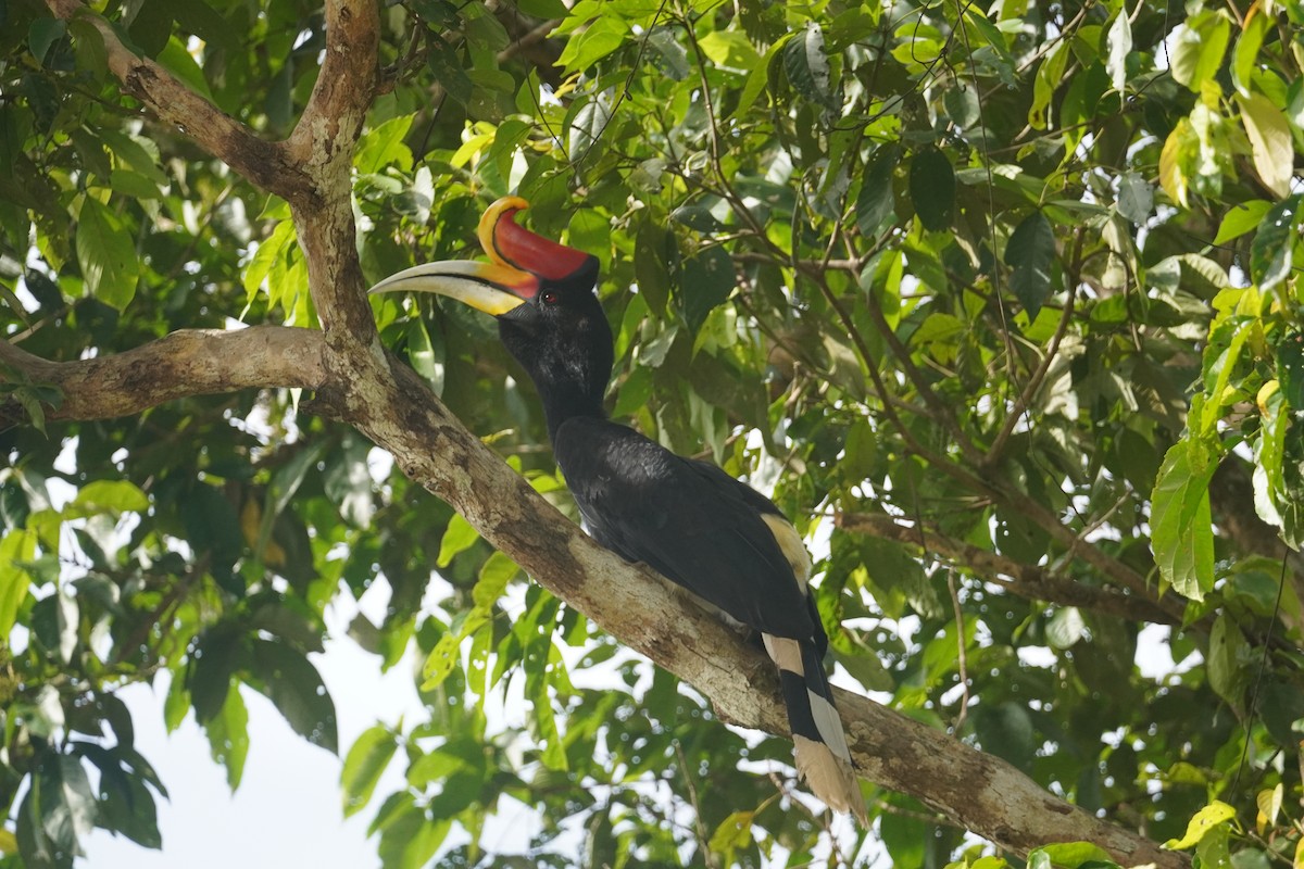 Rhinoceros Hornbill - ML643005643
