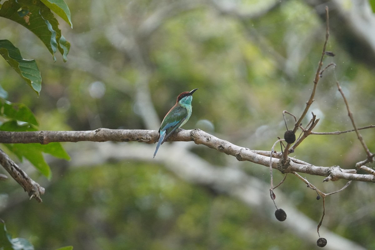Blue-throated Bee-eater - ML643005652