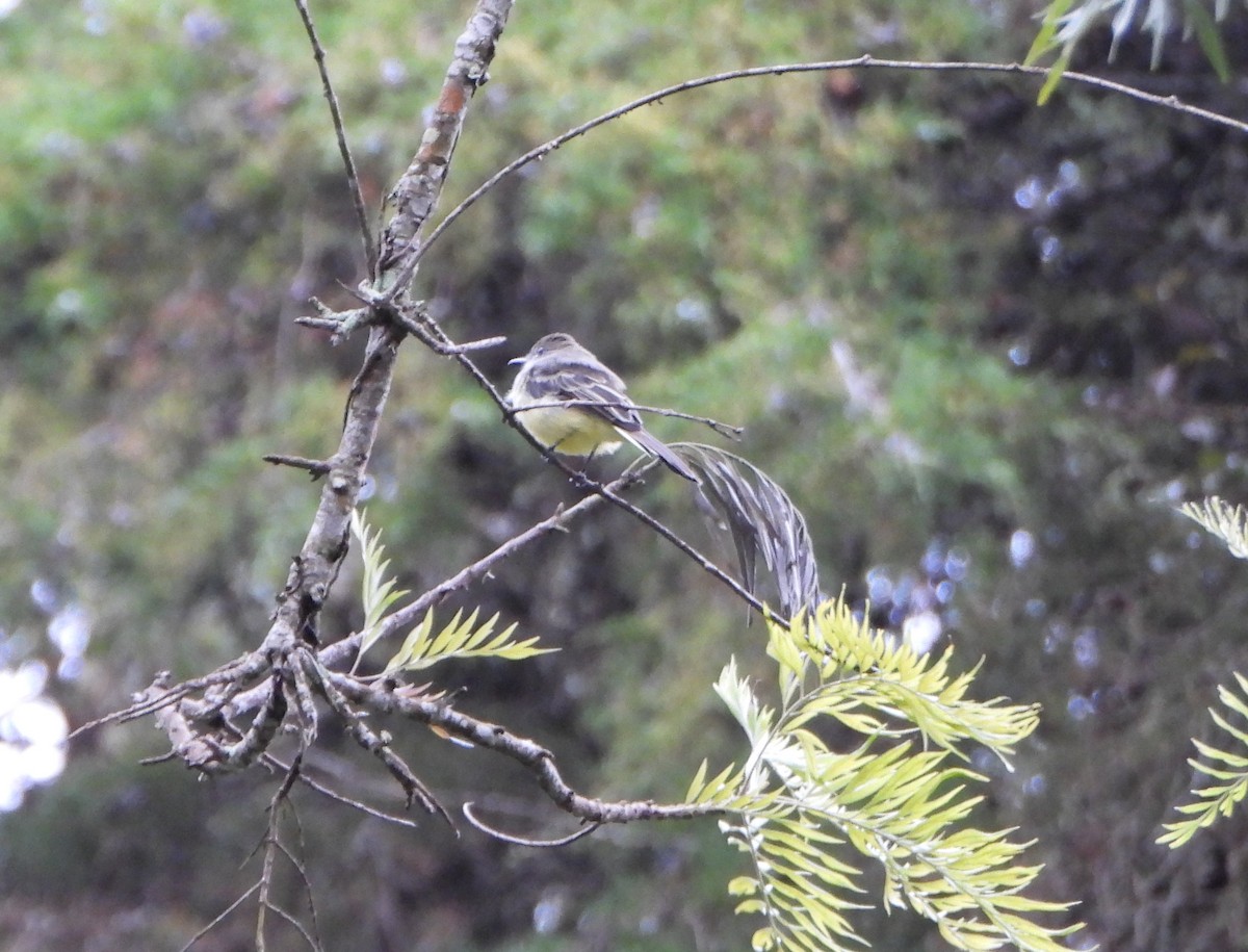 Pale-edged Flycatcher - ML643005654