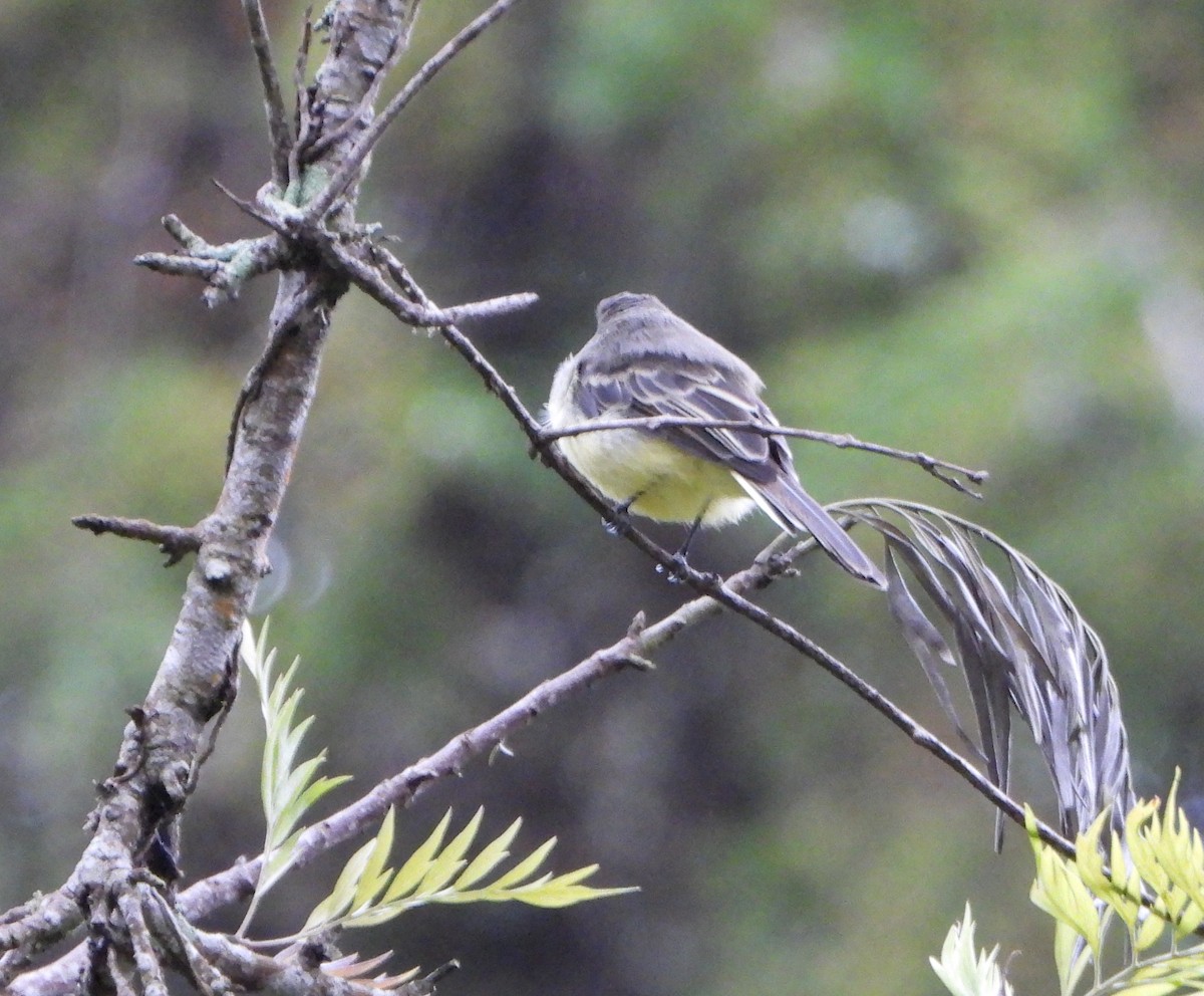 Pale-edged Flycatcher - ML643005655