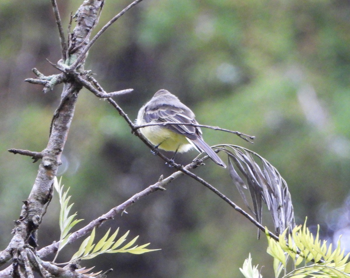 Pale-edged Flycatcher - ML643005656