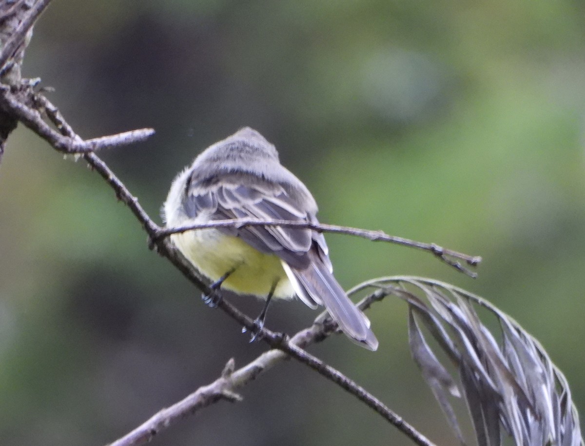 Pale-edged Flycatcher - ML643005658