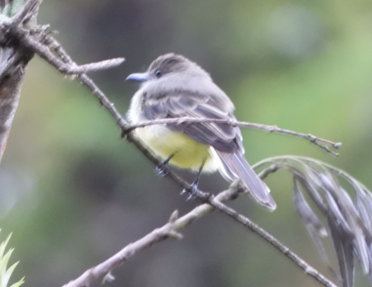 Pale-edged Flycatcher - ML643005660
