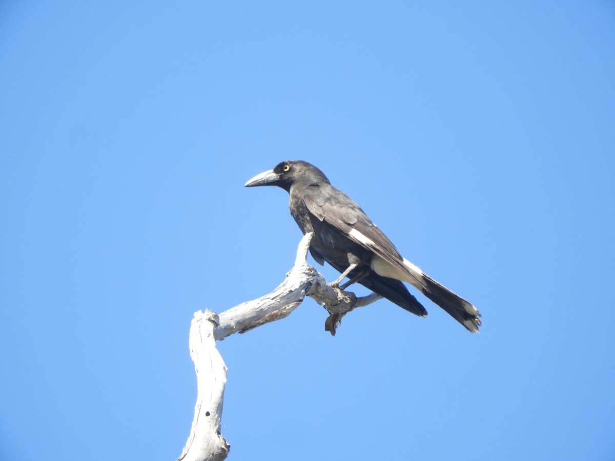 Pied Currawong - ML643005667