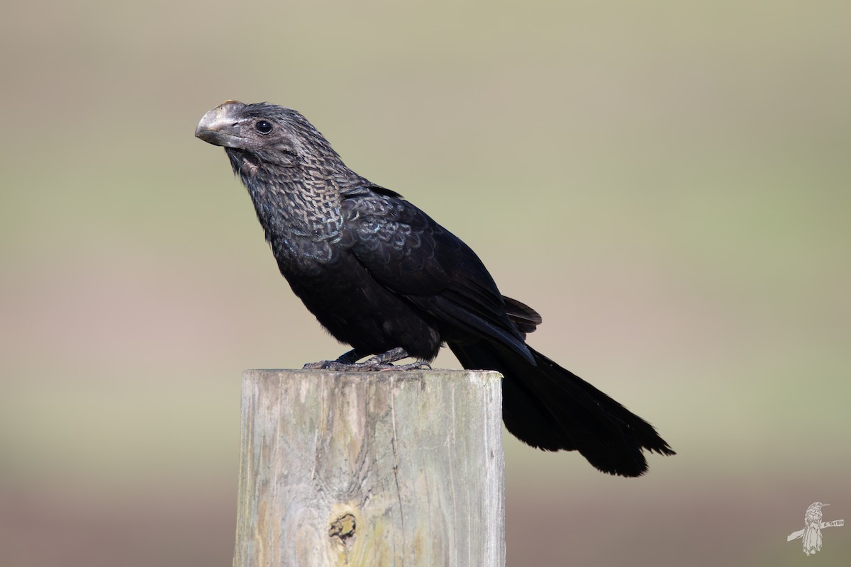 Smooth-billed Ani - ML643005679