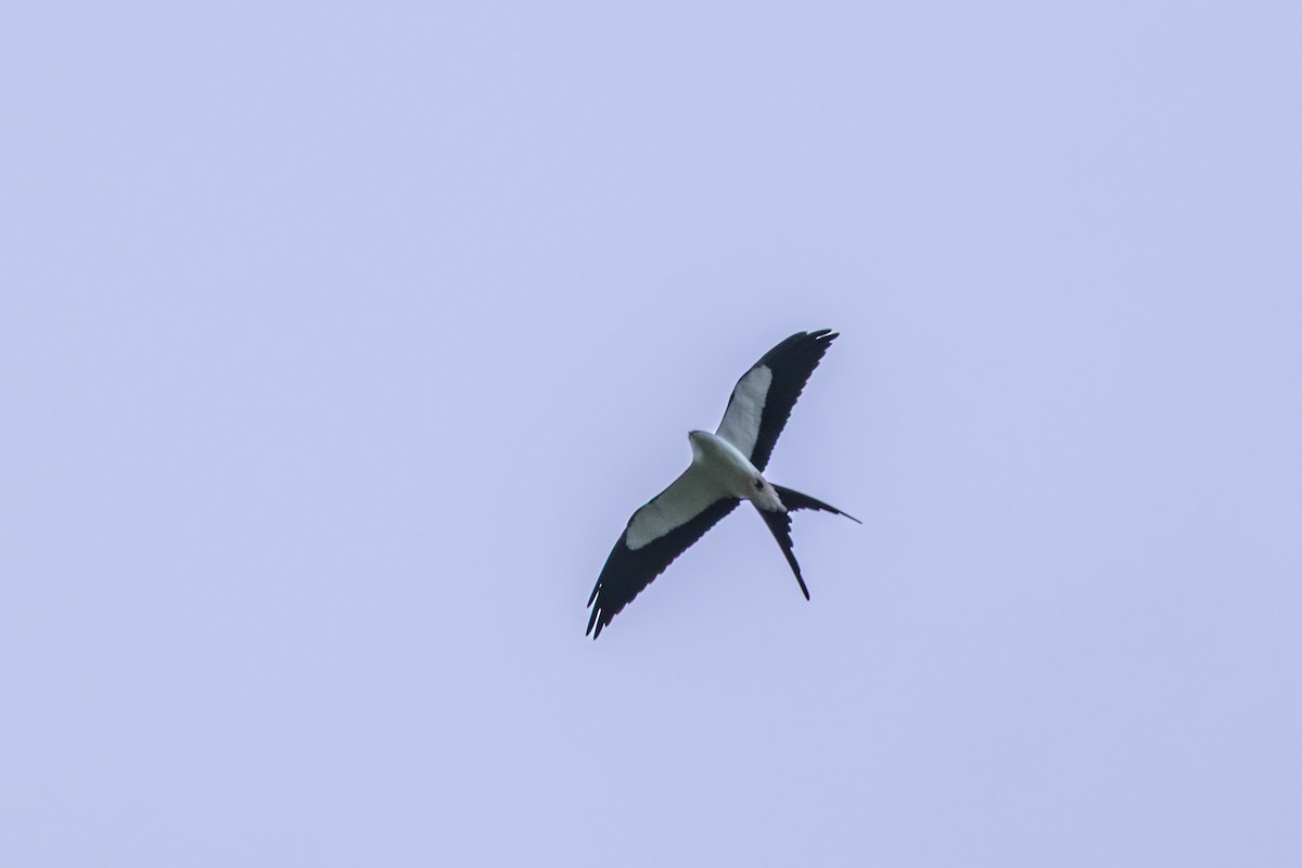 Swallow-tailed Kite - ML643005689
