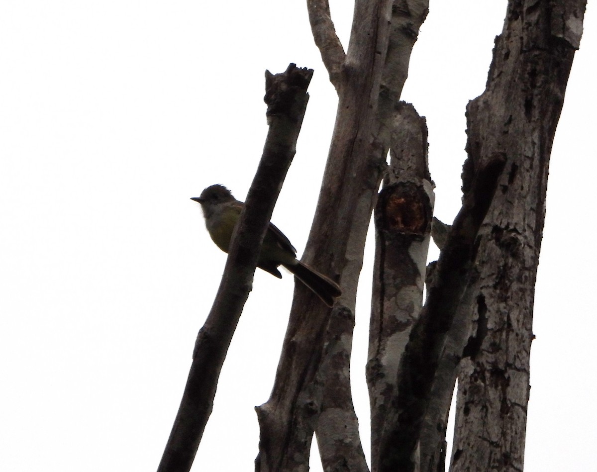 Pale-edged Flycatcher - ML643005694