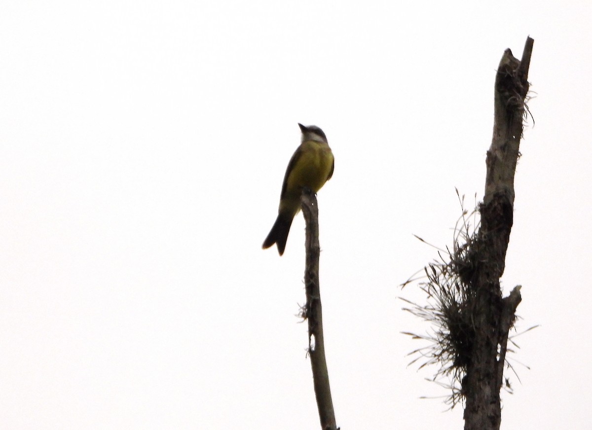 Pale-edged Flycatcher - ML643005695