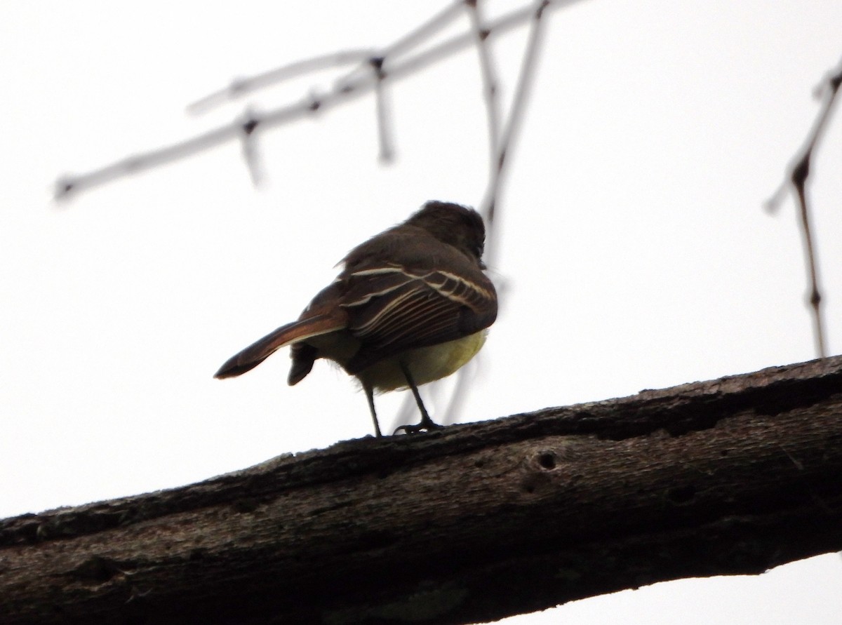 Pale-edged Flycatcher - ML643005696