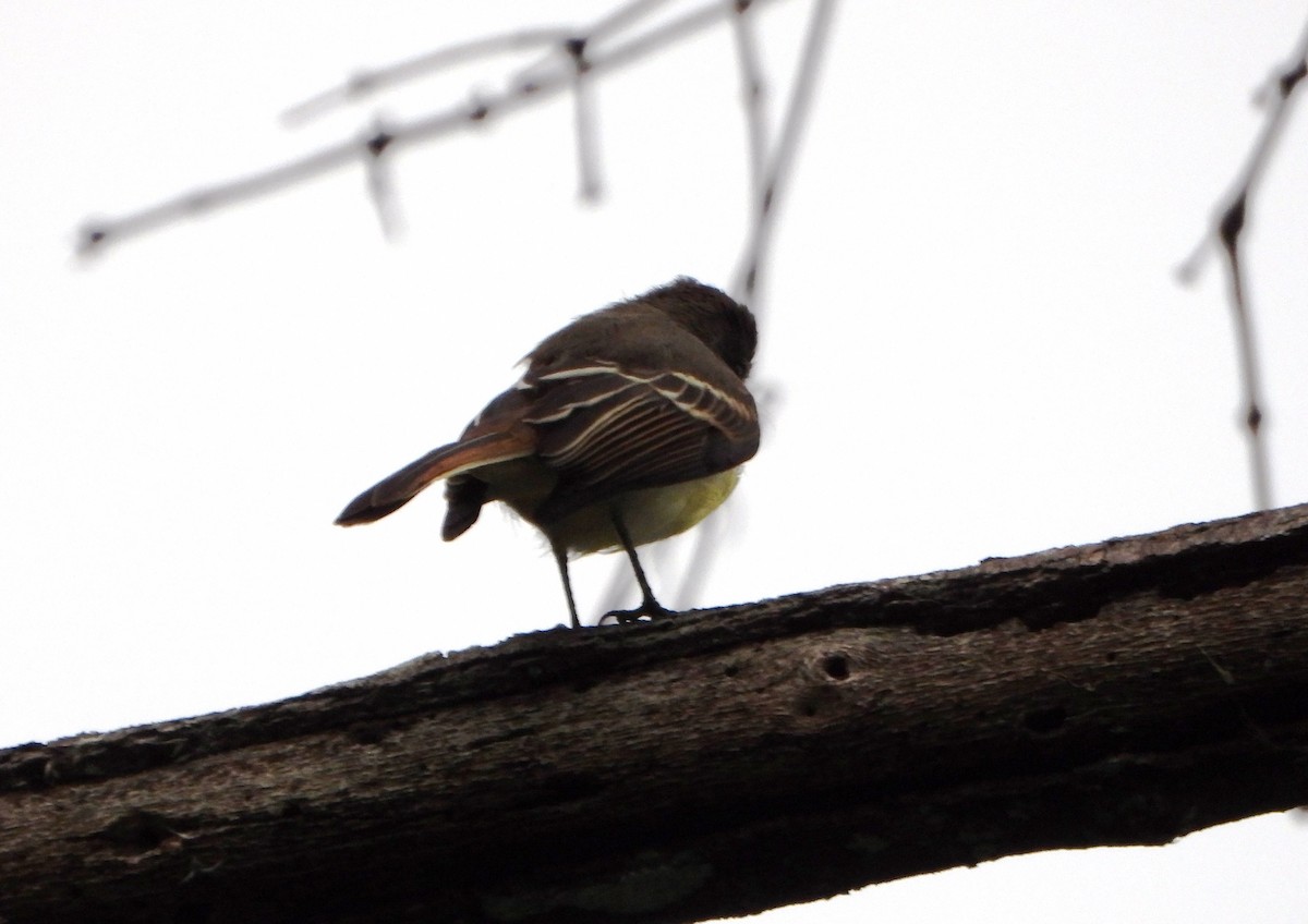 Pale-edged Flycatcher - ML643005697