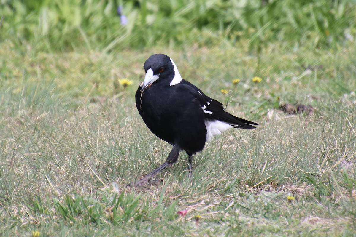 Australian Magpie - ML643005727