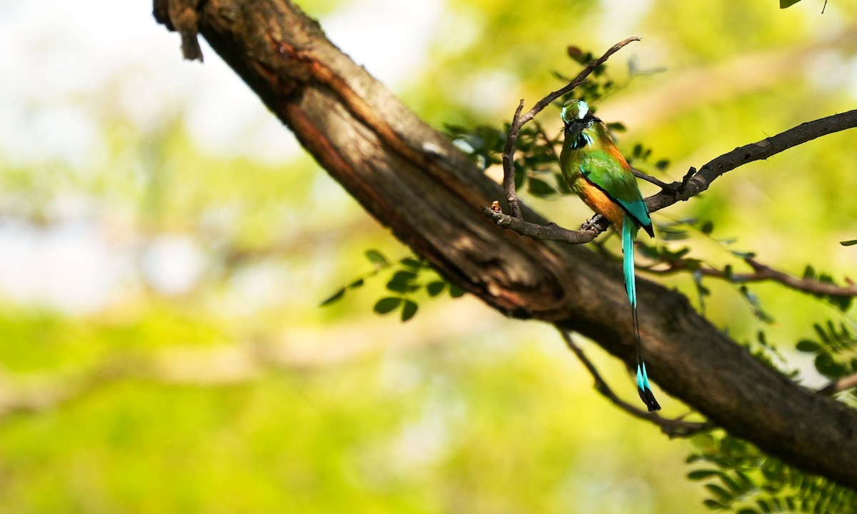 Turquoise-browed Motmot - ML643005728