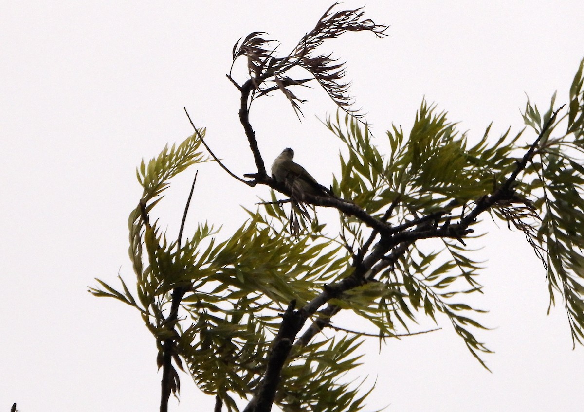 Venezuelan Tyrannulet - ML643005749