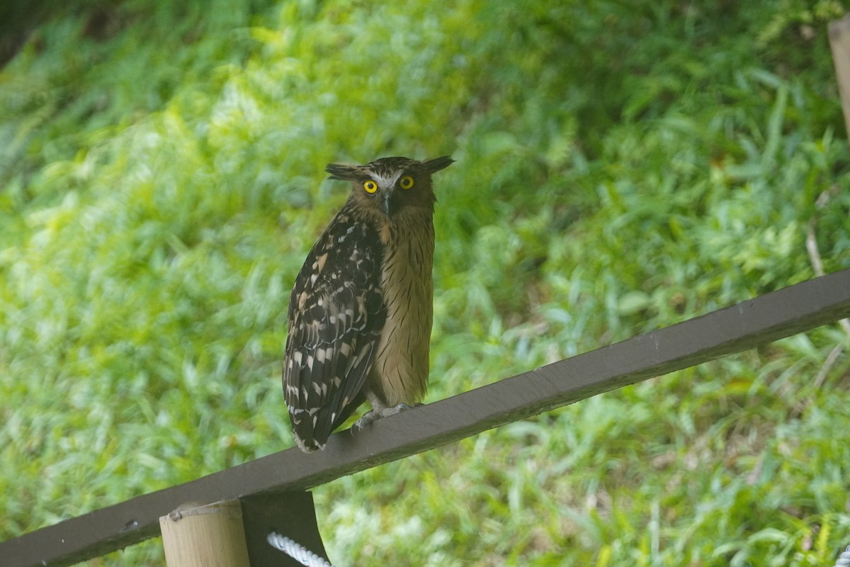Buffy Fish-Owl - ML643005763
