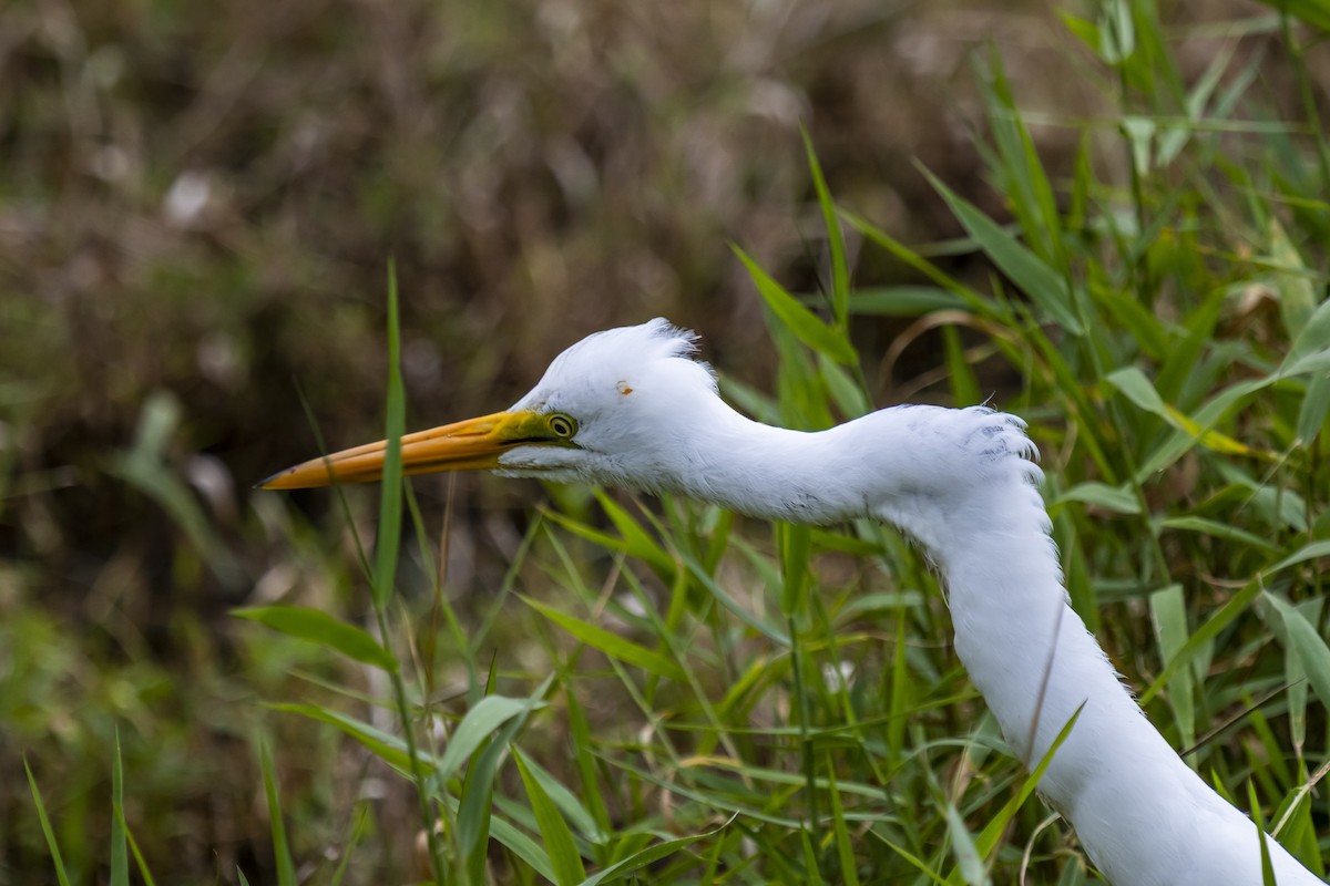 Great Egret - ML643005774