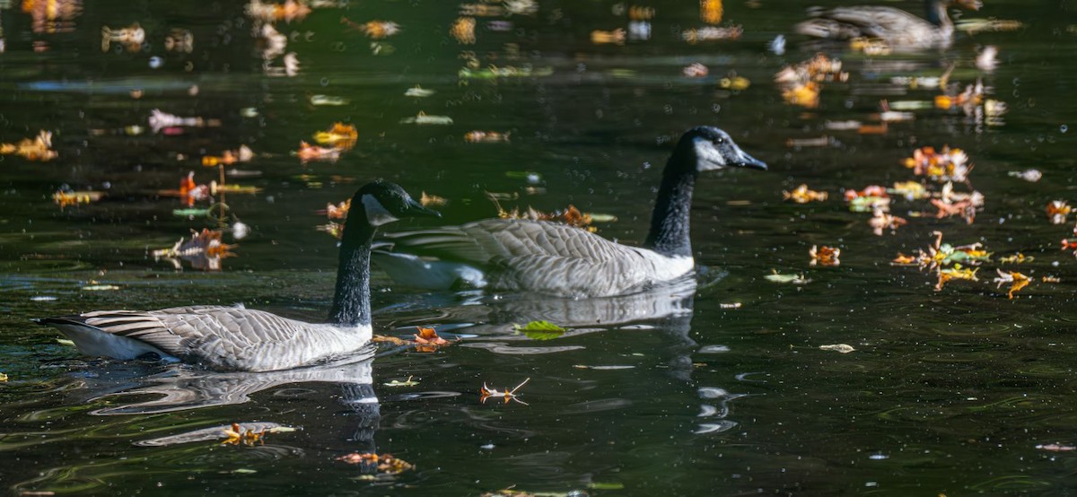 Canada Goose - ML643005775