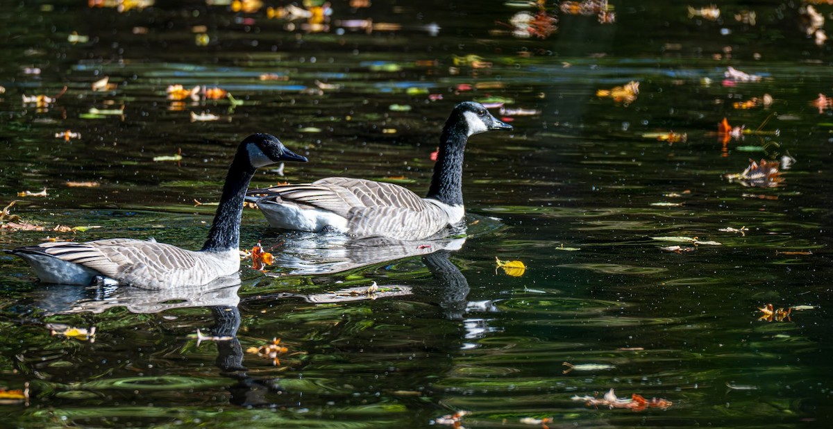 Canada Goose - ML643005776