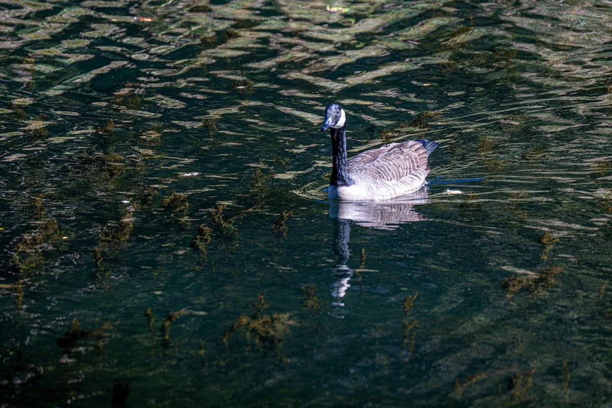 Canada Goose - ML643005777