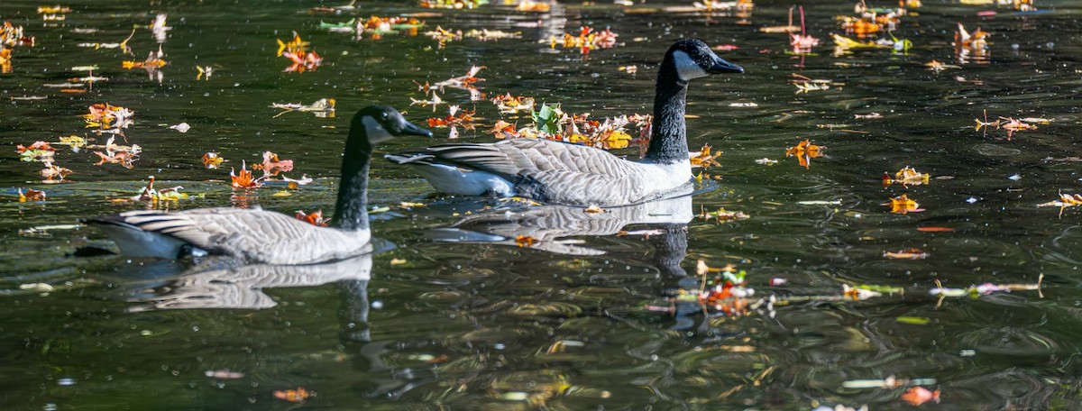 Canada Goose - ML643005778