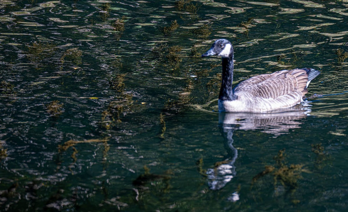 Canada Goose - ML643005779