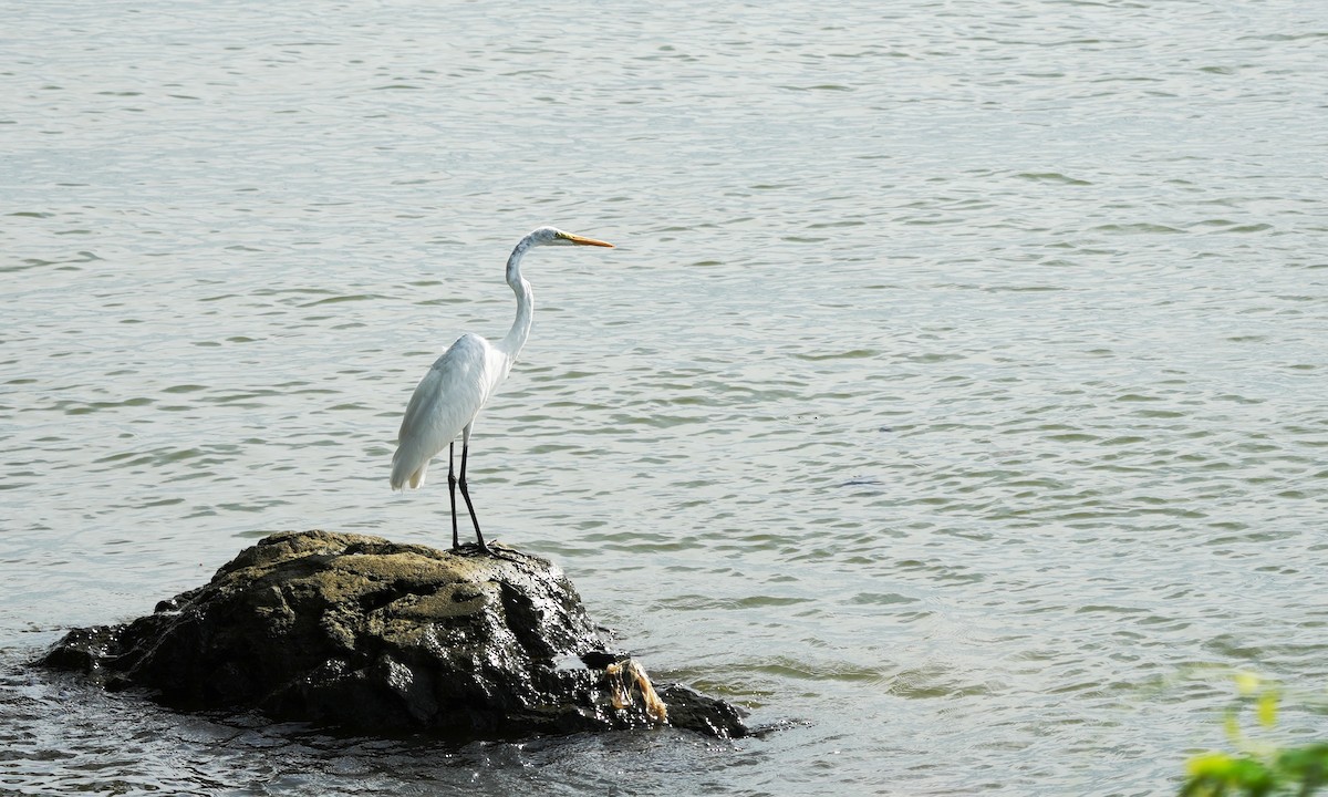 Great Egret - ML643005789