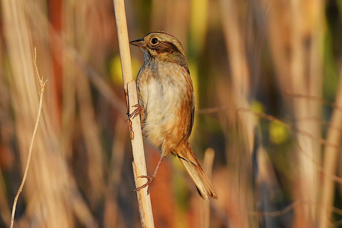 Swamp Sparrow - ML643005803
