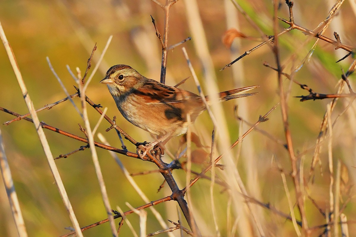 Swamp Sparrow - ML643005804