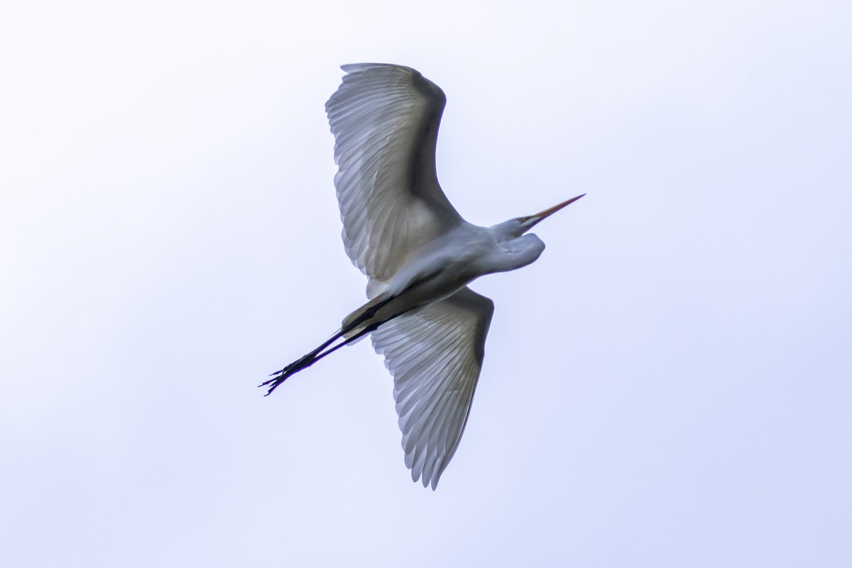 Great Egret - ML643005824