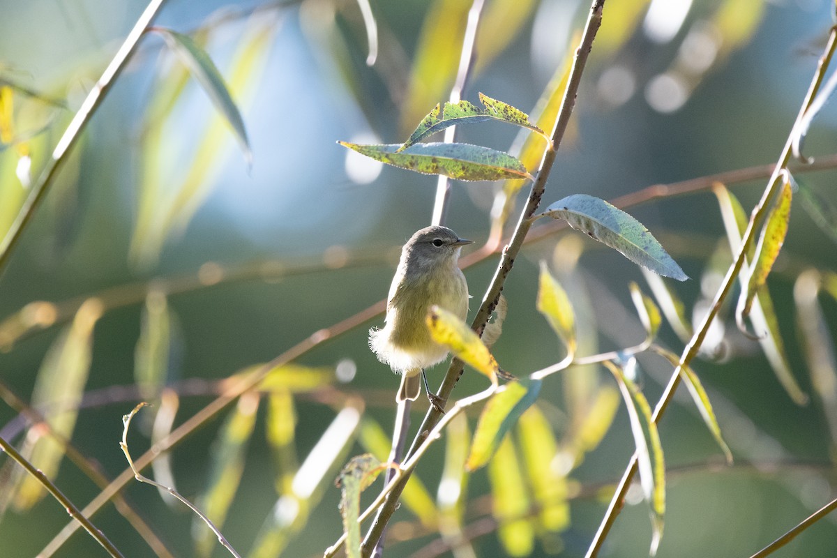 Orange-crowned Warbler - ML643005854