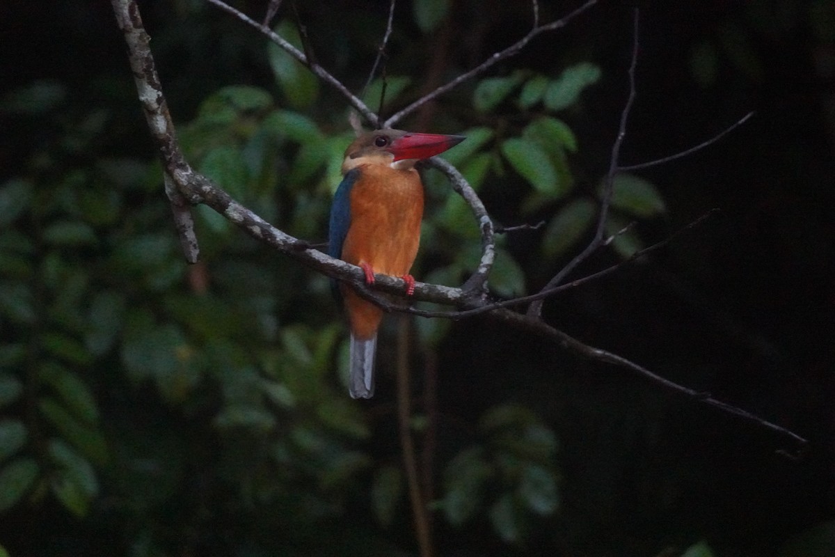 Stork-billed Kingfisher - ML643005870