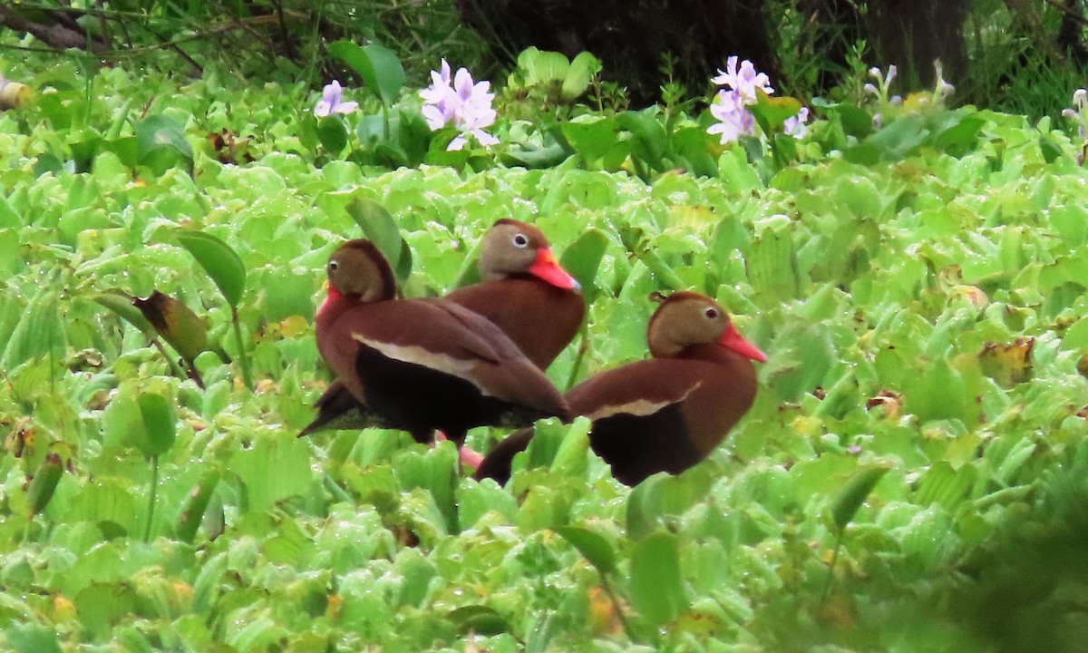 Black-bellied Whistling-Duck - ML643005871
