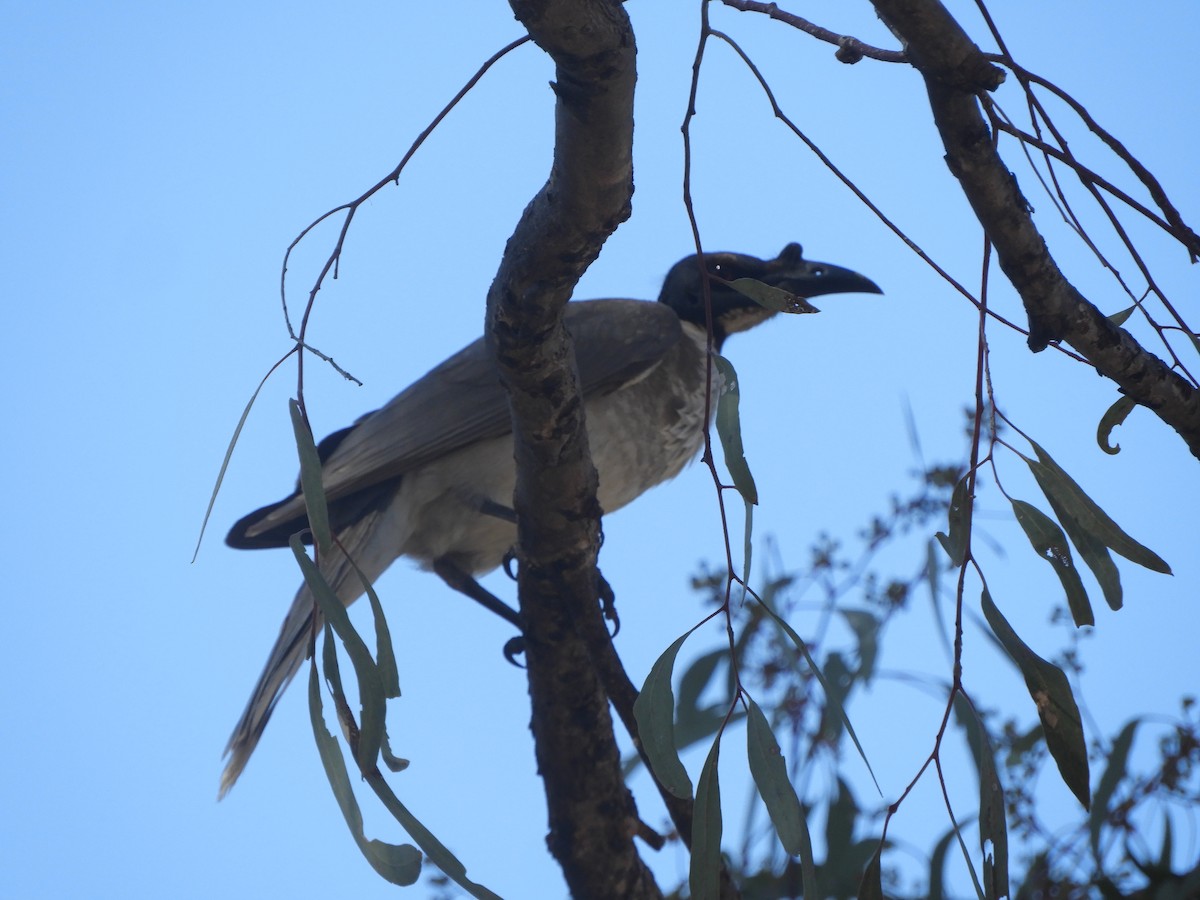 Noisy Friarbird - ML643005872