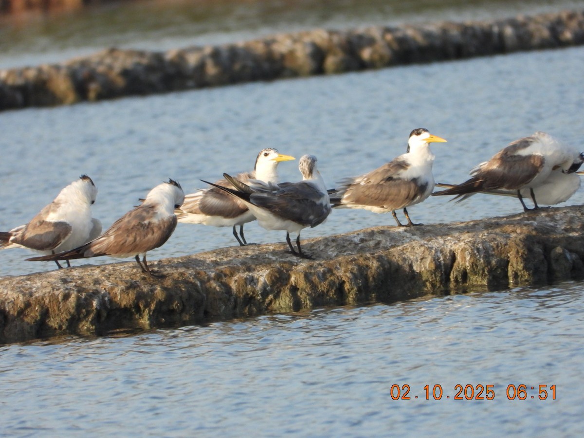 Lesser Crested Tern - ML643005879