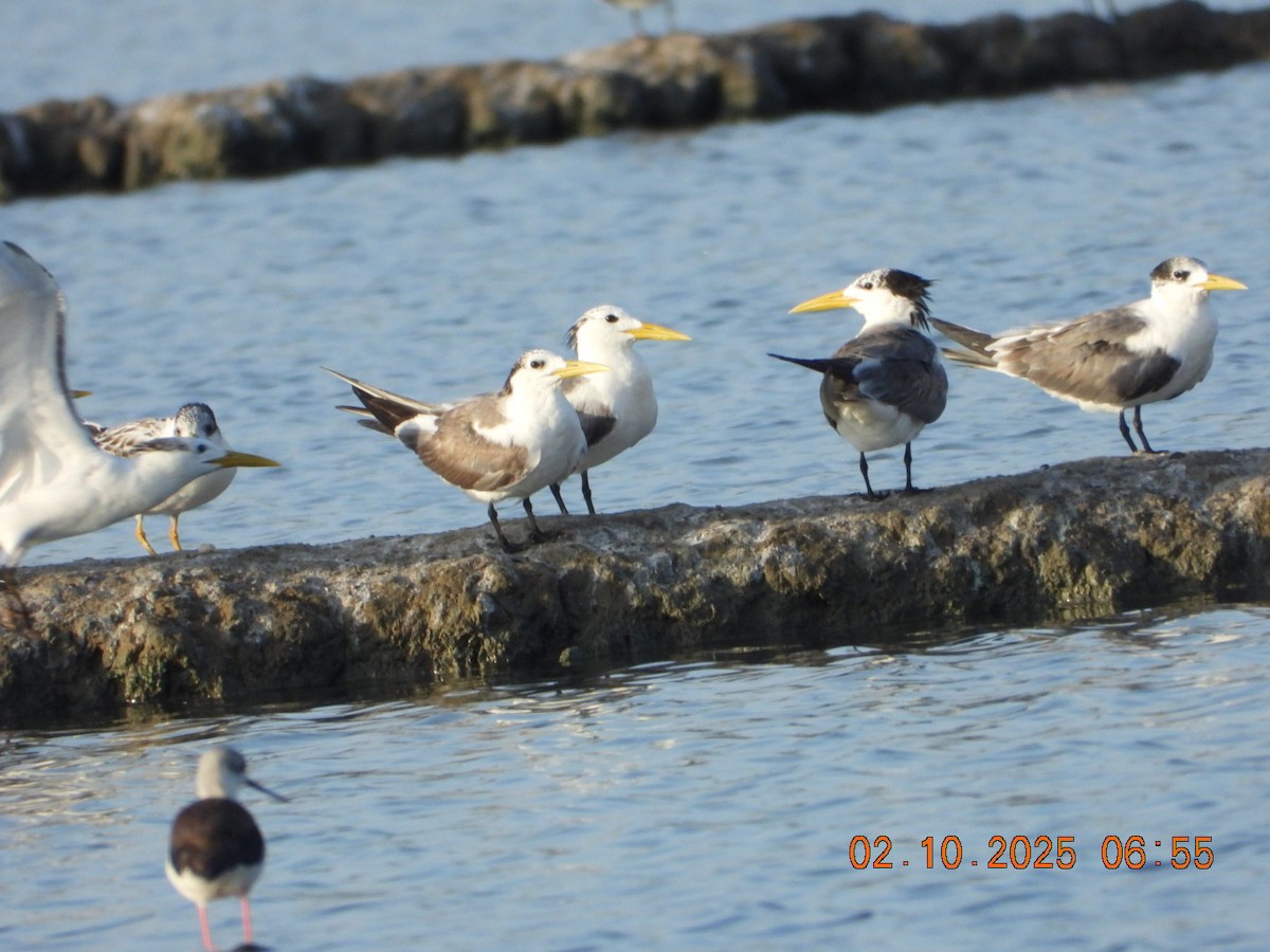 Lesser Crested Tern - ML643005882