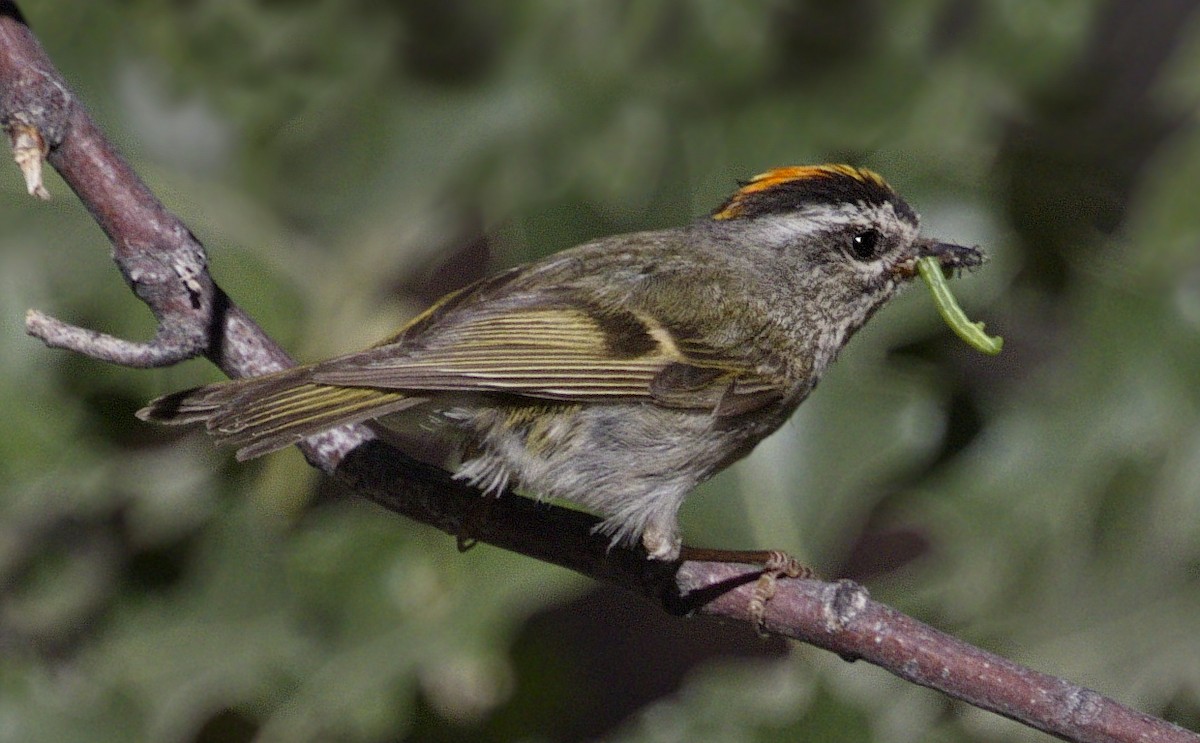 Golden-crowned Kinglet - ML643005885